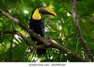 Yellow Throated Toucan
Ramphastos Swainsonii