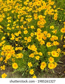 Yellow Tickseed Flowers in Early Spring