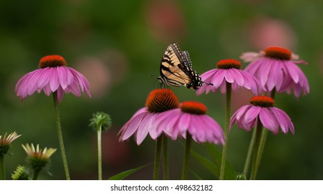 Yellow tiger swallowtail butterfly perched in a  patch of of purple coneflowers, echinacea purpurea