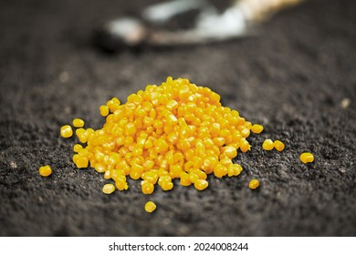 Yellow Treated Corn Seed For Insect, Pest Control And Disease Management Concept