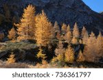 yellow tree