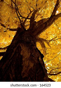 Yellow tree