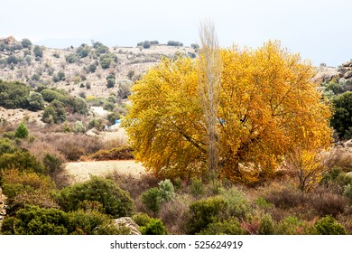 Yellow Tree