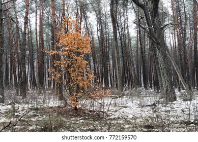 The yellow tree