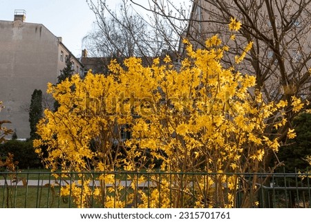 Yellow tree with apartmentblock in the background