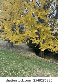 Yellow tree in the fall