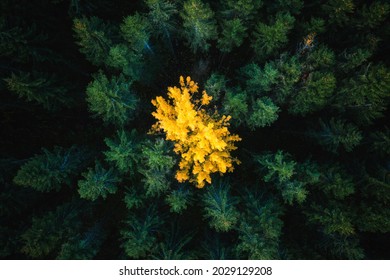 Yellow tree in green forest. Autumn scenic landscape. Difference concept.