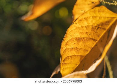 Yellow tree leaf close up, abstract autumn background and texture