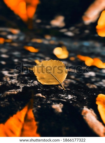 Similar – autumn window Environment