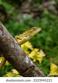 a yellow  tree lizard sitting over a tree branch 