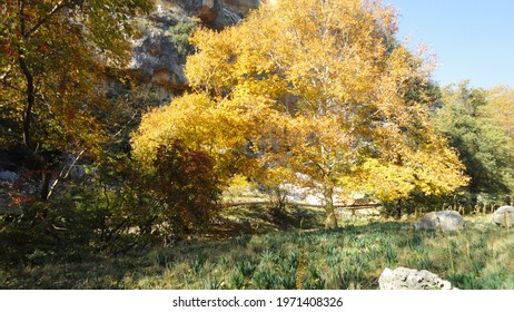 Yellow Tree in Nature, Lamos Canyon in Autumn