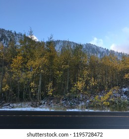 Yellow tree panoramic 