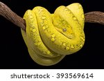 Yellow tree python (Morelia viridis)