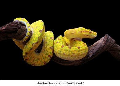 Yellow tree python snake on branch, snake on branch, reptiles closeup - Shutterstock ID 1569380647
