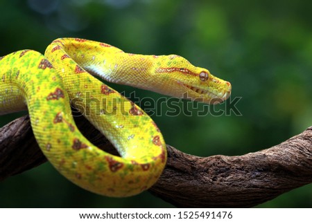Yellow tree python snake on branch, snake on branch, reptiles closeup