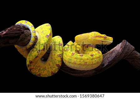 Yellow tree python snake on branch, snake on branch, reptiles closeup