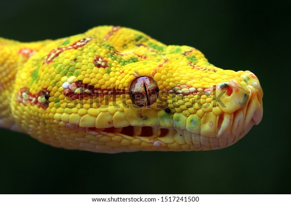 枝に黄色いニシキヘビ 枝に蛇 爬虫類の接写 の写真素材 今すぐ編集