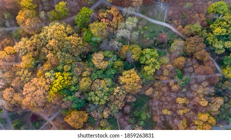 Les arbres jaunes à l'automne en vue des drones du parc