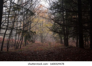 yellow trees in the forest