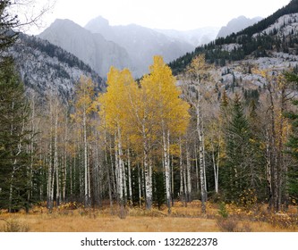 Yellow Trembling Aspen At The Finger Of Sawback Range Mountains