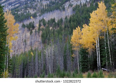 Yellow Trembling Aspen Trees At Sawback Range Banff National Park