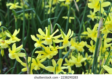 Yellow Triandrus daffodils (Narcissus) Hawera bloom in a garden in April - Shutterstock ID 2238290283