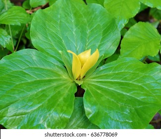 Yellow Trillium Wildflower In The Spring Seen Along The Chestnut Top Hiking Trail At Great Smoky Mountains National Park In Late April 2017.