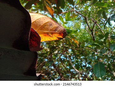 Yellow Tropical Leaves Falling On Rusty Corrugated Tin Roof Against Blurred Tree Foliage Background. Selective Focus.