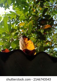 Yellow Tropical Leaves Falling On Rusty Corrugated Tin Roof Against Blurred Tree Foliage Background. Selective Focus.