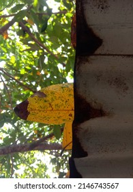 Yellow Tropical Leaves Falling On Rusty Corrugated Tin Roof Against Blurred Tree Foliage Background. Selective Focus.