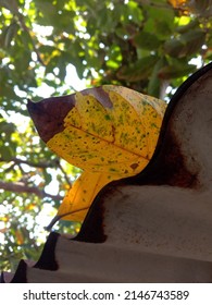 Yellow Tropical Leaves Falling On Rusty Corrugated Tin Roof Against Blurred Tree Foliage Background. Selective Focus.