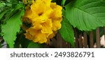 The yellow trumpet flower is native to the southern United States and Central America, and has been naturalized in parts of Southeast Asia and the Pacific. It is the official flower of the United Stat