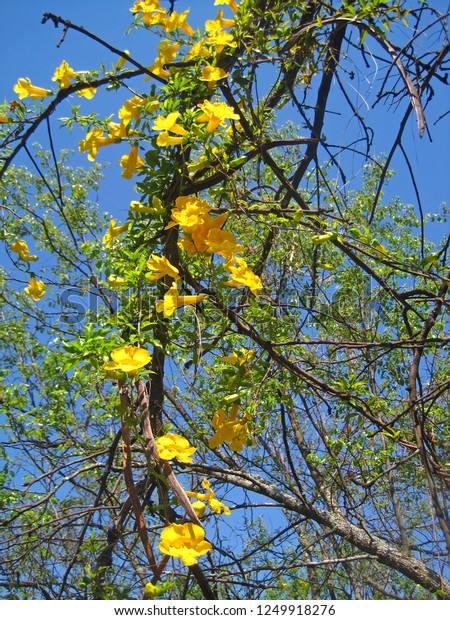 Yellow Trumpet Flowers On Vine Growing Stock Photo Edit Now 1249918276