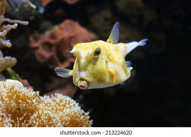 137 Yellow Trunkfish Images, Stock Photos & Vectors | Shutterstock