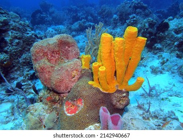 Yellow Tube Sponge in Caribbean Sea near Cozumel Island, Mexico