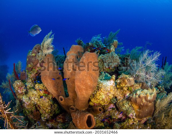 Yellow tube sponge and Sea plumes (Grand Cayman,\
Cayman Islands)