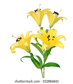 A Yellow Tuberose Flower