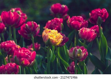 Yellow tulip among red ones. Color accent. Tulips field close-up. Variegated double tulip flowers. Floral background for postcards, posters, banners. Romantic wallpaper
