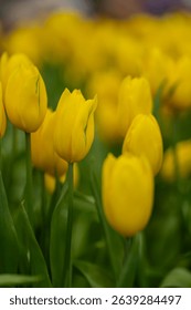 Yellow tulip blooming brightly at the Wondrous Bloom Exhibition in Rayong, Thailand on June 1, 2025.