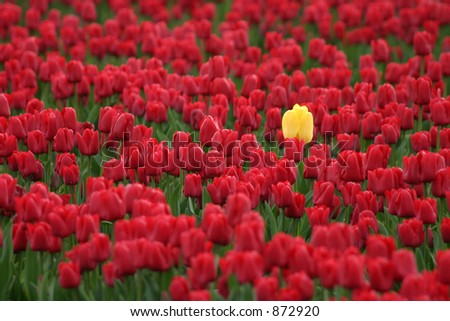 Yellow tulip bucking the trend.  Skagit Valley, Washington State, USA.