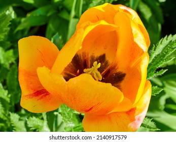 yellow tulip close-up in a green flower bed on a beautiful sunny spring day. background for designers, artists, computer desktop
