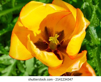 yellow tulip close-up in a green flower bed on a beautiful sunny spring day. background for designers, artists, computer desktop