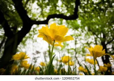 Yellow Tulip Field