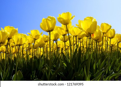 Yellow Tulip Field In Holland