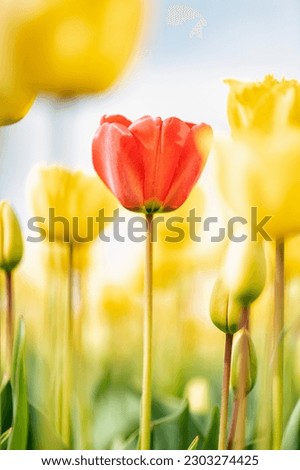 Yellow tulip field with one red tulips in the Netherlands