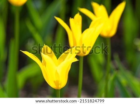 Yellow Tulip 'Flashback' close up