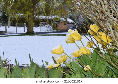 Yellow Tulip flowers covered in snow in a garden.