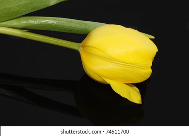Yellow tulip isolated on a black background