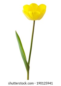 Download One Isolated Tulip Yellow Images Stock Photos Vectors Shutterstock PSD Mockup Templates
