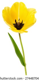 Yellow Tulip Isolated On The White Background